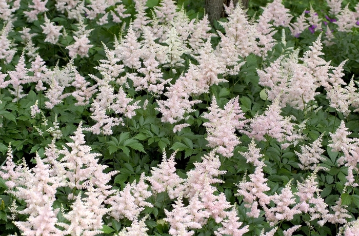 False Spirea - Astilbe japonica 'Peach Blossom'