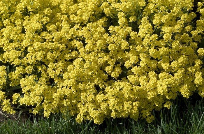 Basket of Gold - Aurinia saxatilis 'Compacta'