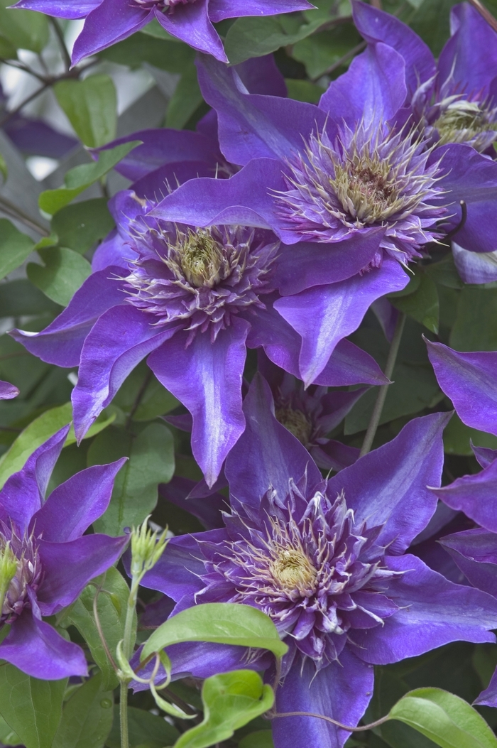 Clematis - Clematis 'Multi Blue'