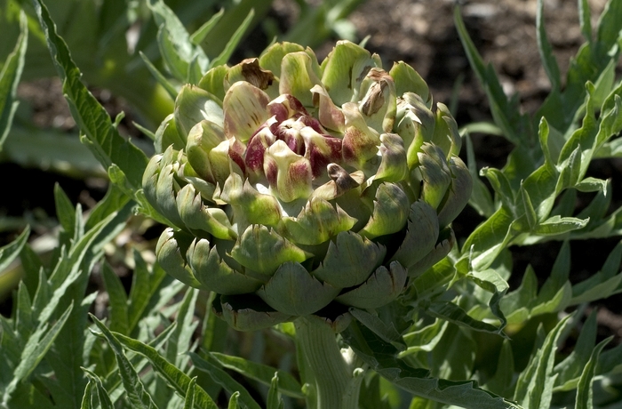 Artichoke - Cynara scolymus 'Imperial Star' Artichoke - Cynara scolymus 'Imperial Star'