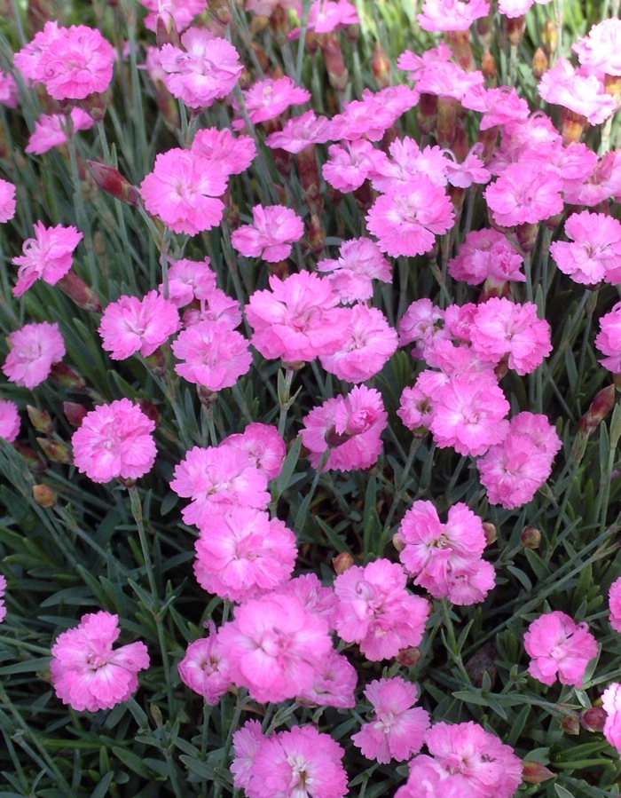 Border Carnation - Dianthus gratianapolitanus 'Tiny Rubies'