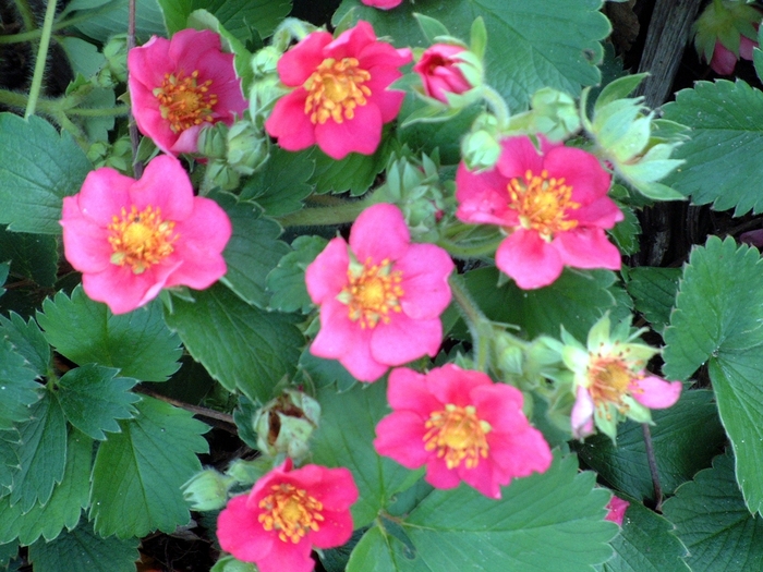 Ornamental Strawberry - Fragaria 'Lipstick' Ornamental Strawberry - Fragaria 'Lipstick'