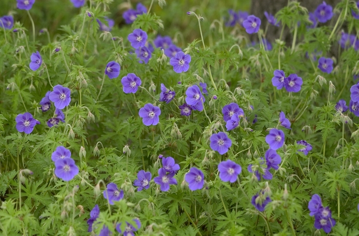 Cranesbill - Geranium 'Brookside' Cranesbill - Geranium 'Brookside'