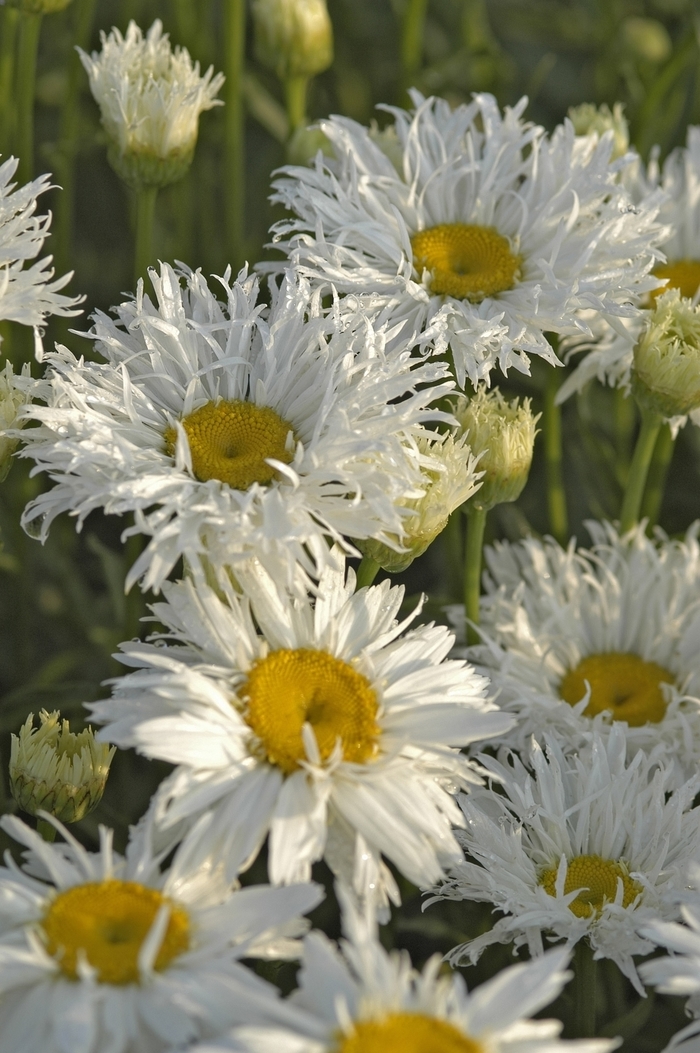 Shasta Daisy - Leucanthemum superbum ''Crazy Daisy'' Shasta Daisy - Leucanthemum superbum ''Crazy Daisy''