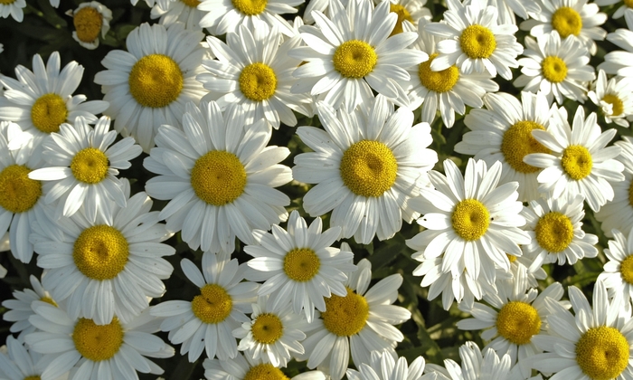 Shasta Daisy - Leucanthemum superbum ''Snowcap'' Shasta Daisy - Leucanthemum superbum ''Snowcap''