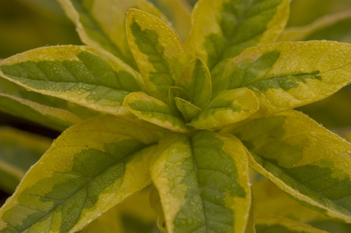 Loosestrife - Lysimachia punctata 'Golden Alexander'