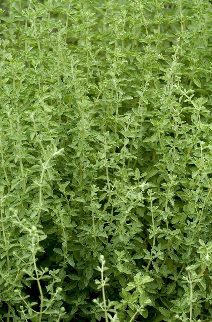 Marjoram, Sweet - Origanum majorana Marjoram, Sweet - Origanum majorana
