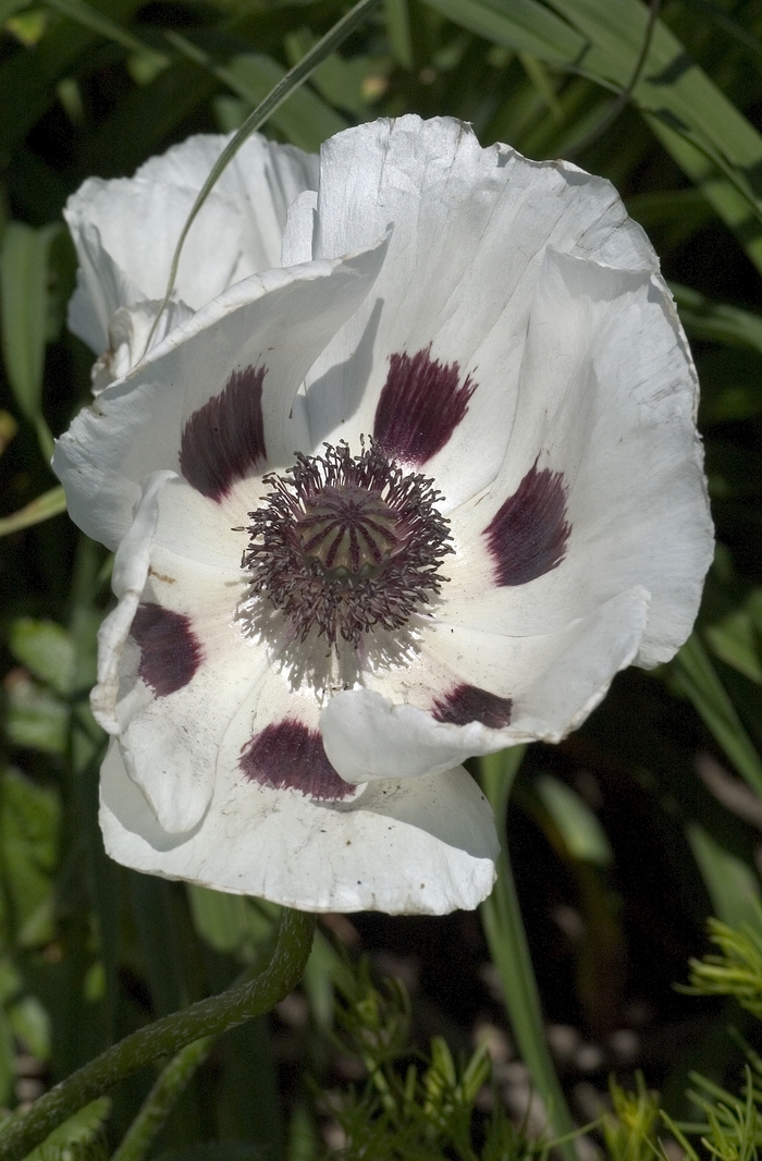 Oriental Poppy - Papaver orientale 'Royal Wedding' Oriental Poppy - Papaver orientale 'Royal Wedding'