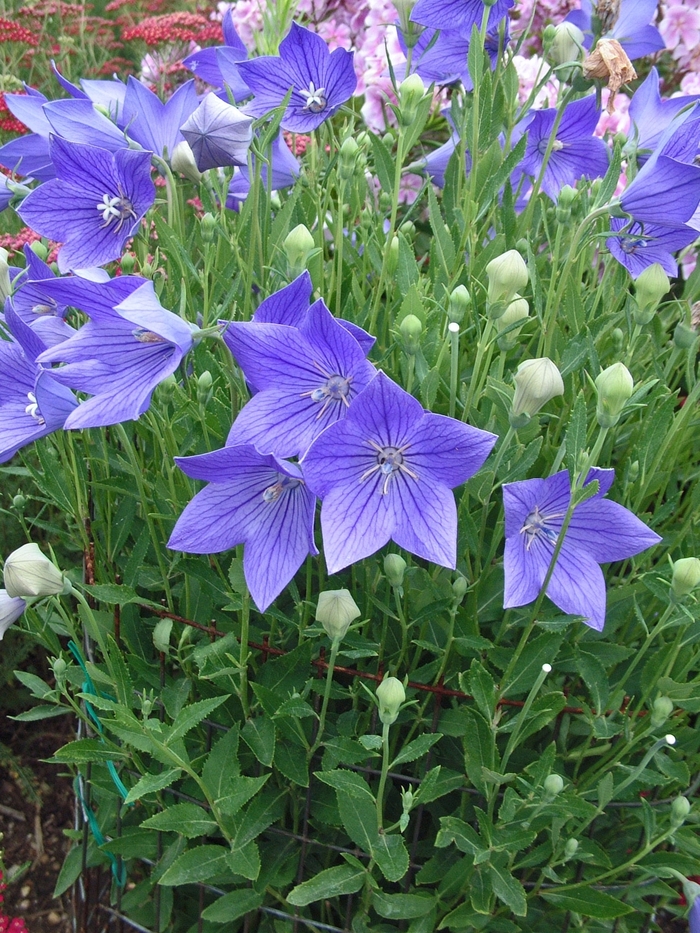 Balloon Flower - Platycodon grandiflorus 'Fuji Blue' Balloon Flower - Platycodon grandiflorus 'Fuji Blue'