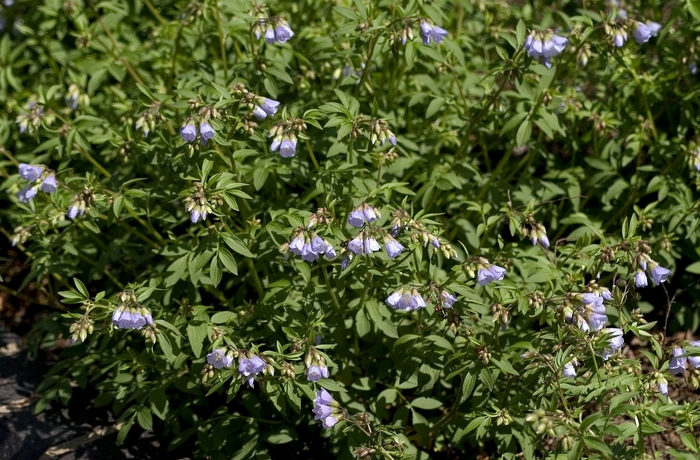 Jacob's Ladder - Polemonium reptans Jacob's Ladder - Polemonium reptans
