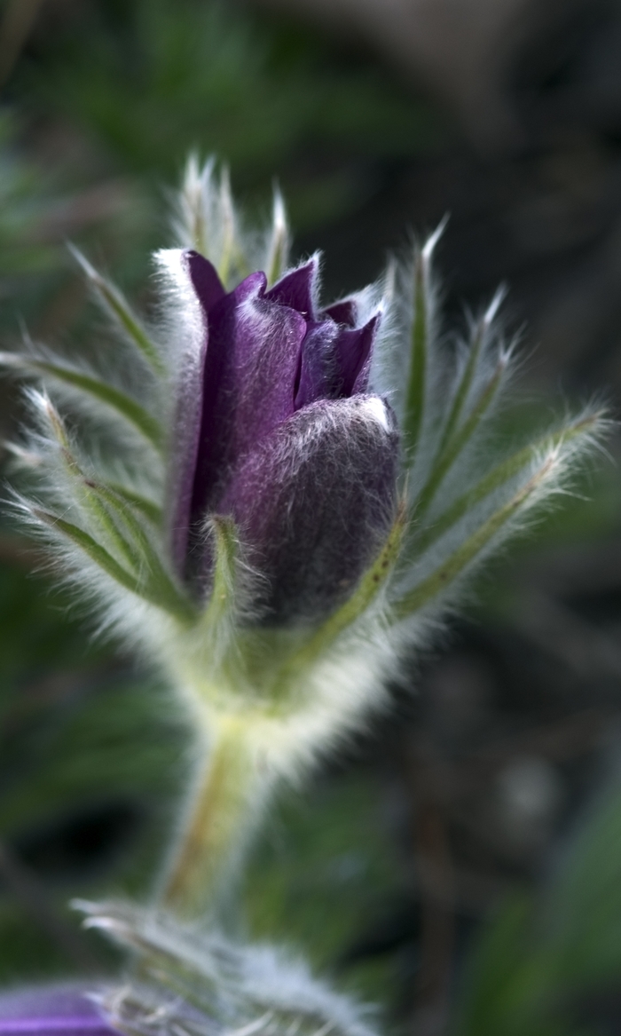 Pasque Flower - Pulsatilla vulgaris Pasque Flower - Pulsatilla vulgaris