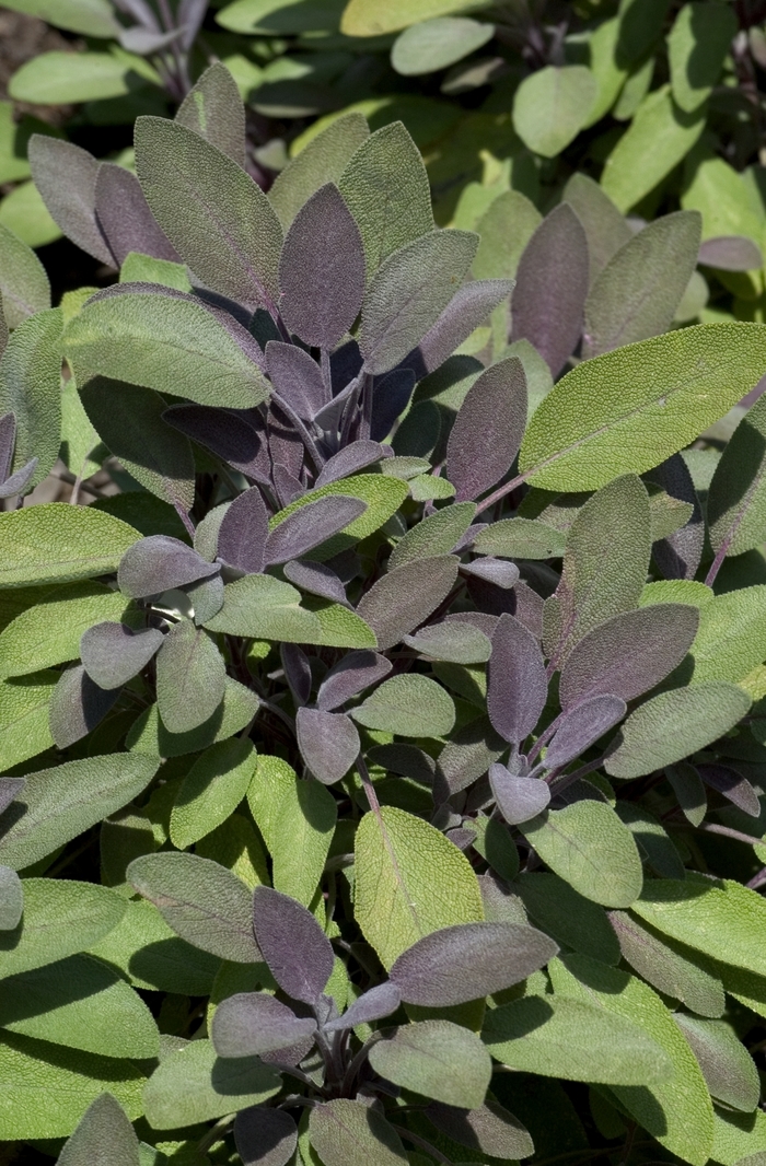 Sage, Purple - Salvia officinalis 'Purpurascens'