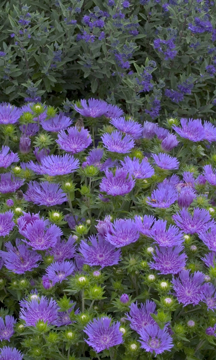 Stoke's Aster - Stokesia laevis 'Peachies Pick'