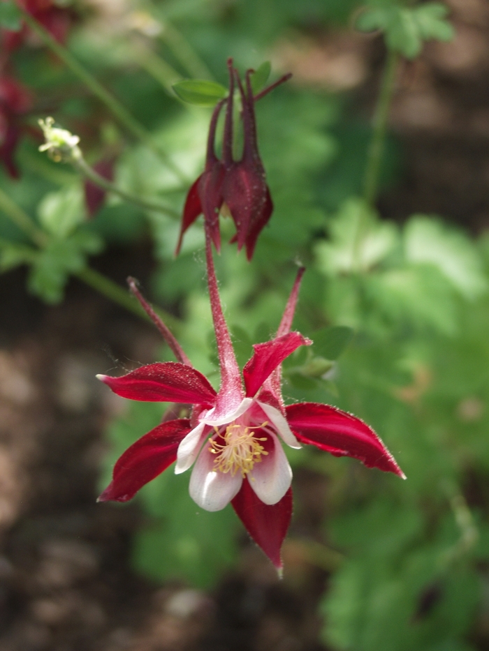 Columbine - Aquilegia 'Crimson Star'