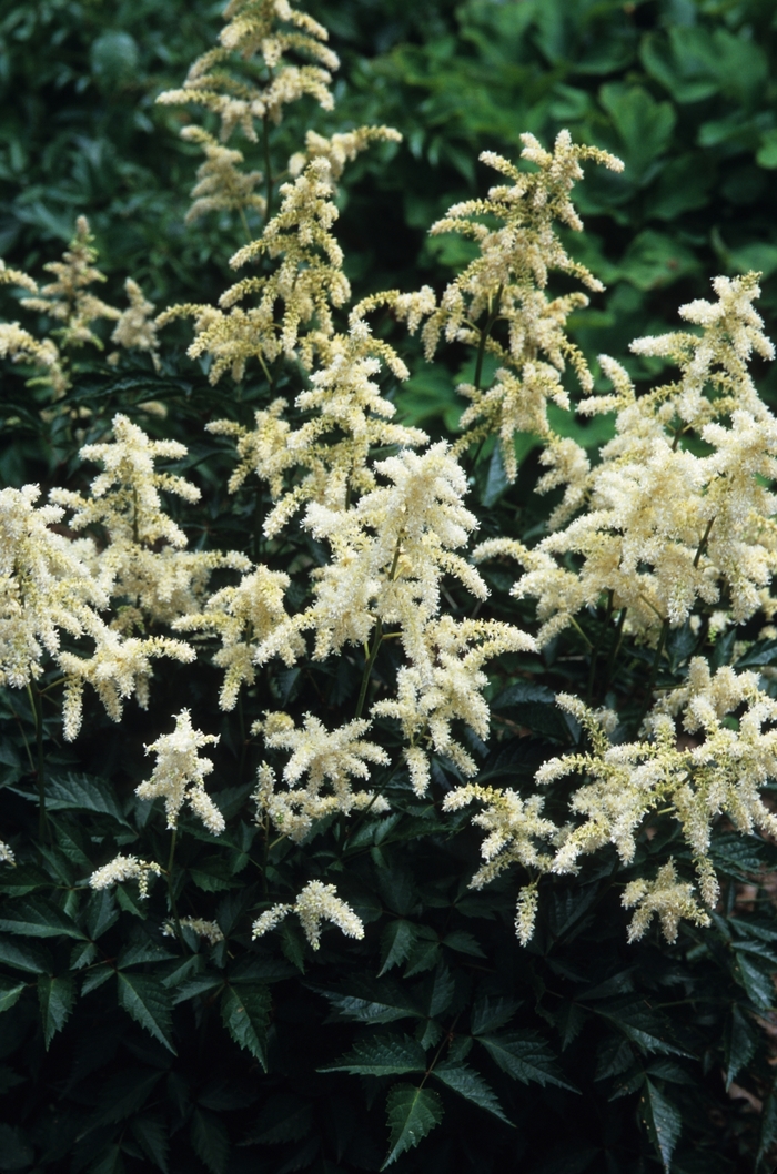 False Spirea - Astilbe rhizomatous 'Deutschland' False Spirea - Astilbe rhizomatous 'Deutschland'