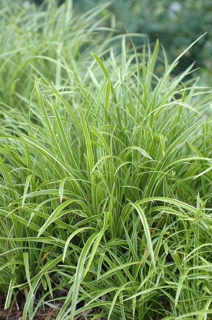 'Ice Dance' - Carex morrowii 