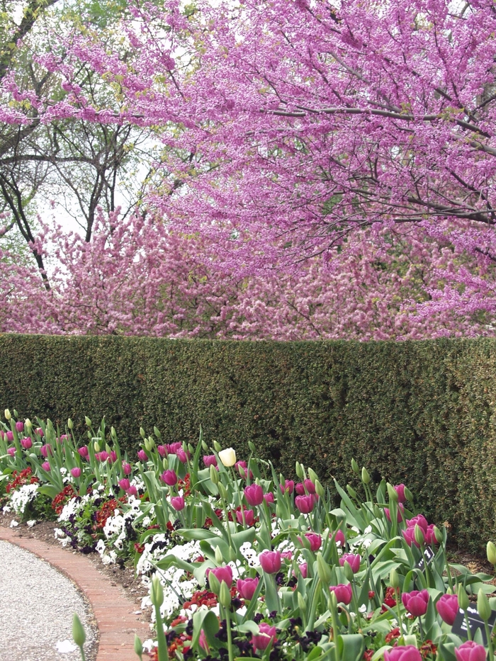 Eastern Redbud - Cercis canadensis