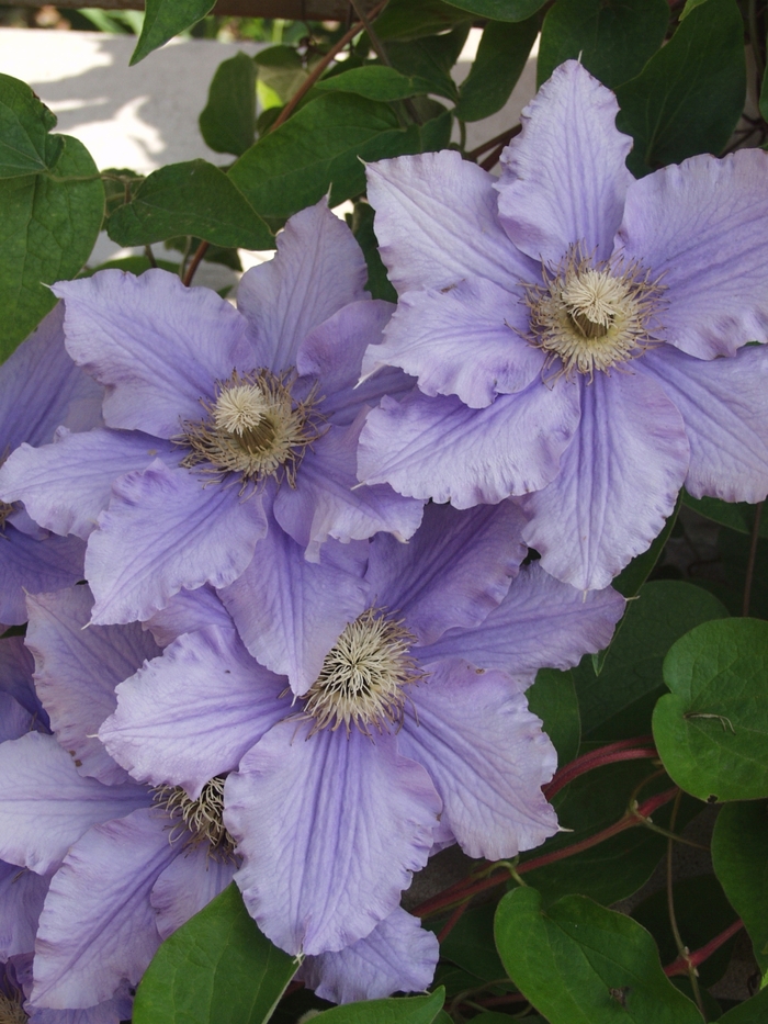 Clematis - Clematis hybrid 'Will Goodwin' Clematis - Clematis hybrid 'Will Goodwin'