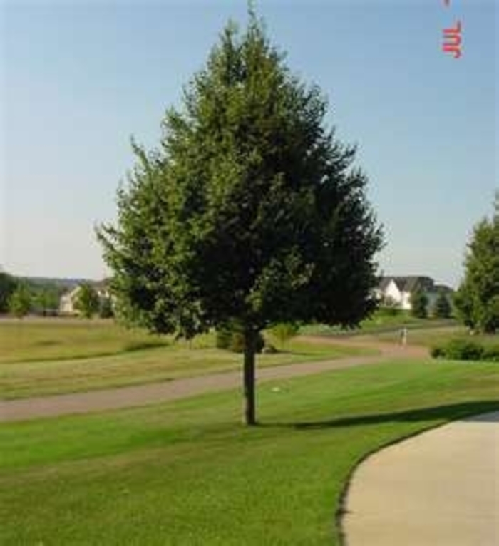 Greenspire Littleleaf Linden - Tilia cordata 'Greenspire' (Littleleaf Linden)