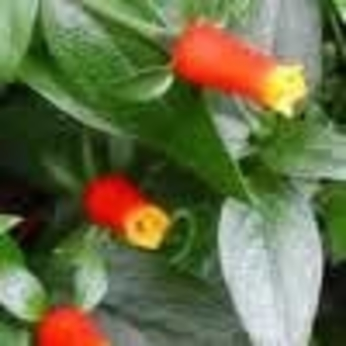 Manettia - Manettia luteo-rubra Candy Corn Vine