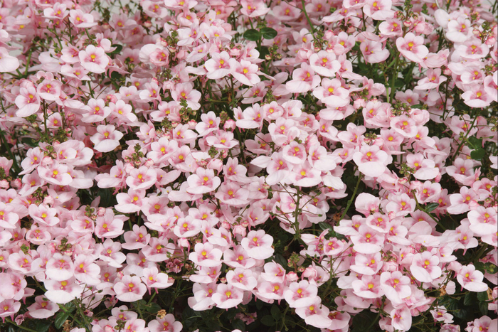 Darla® Appleblossom - Diascia hybrid 'Darla® Appleblossom' Darla® Appleblossom - Diascia hybrid 'Darla® Appleblossom'