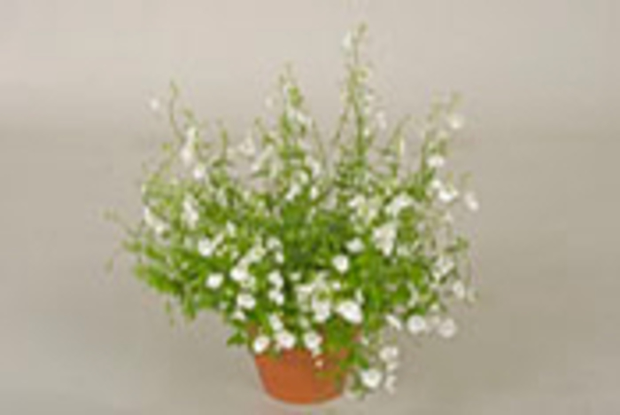 Diascia - Diascia barberae (Twinspur) Darla® ''White'' Diascia - Diascia barberae (Twinspur) Darla® ''White''
