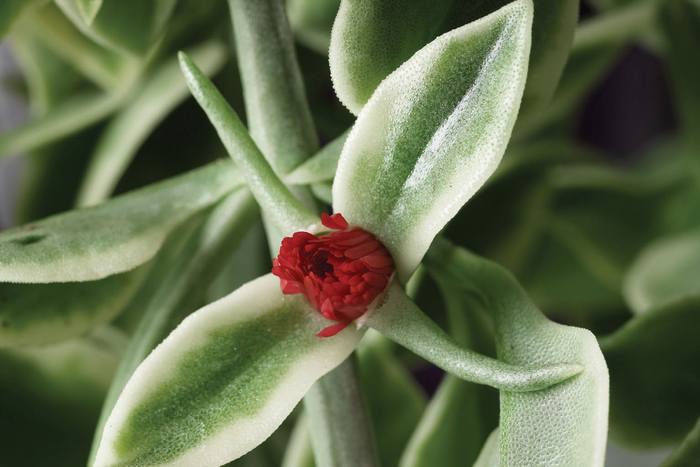 Dorotheanthus - Dorotheanthus bellidiformis 'Mezoo Trailing Red' Dorotheanthus - Dorotheanthus bellidiformis 'Mezoo Trailing Red'
