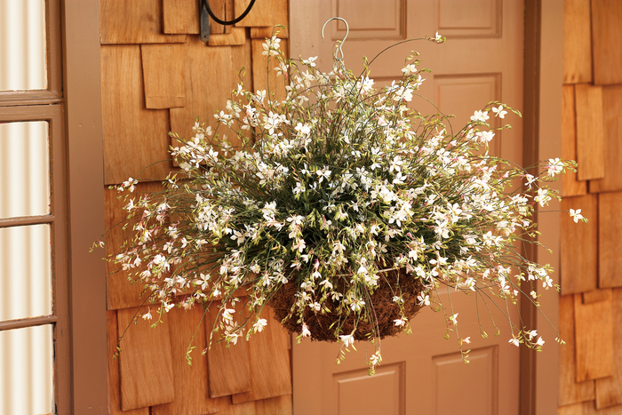 Whirling Butterflies - Gaura lindheimeri 'Stratosphere™ White'