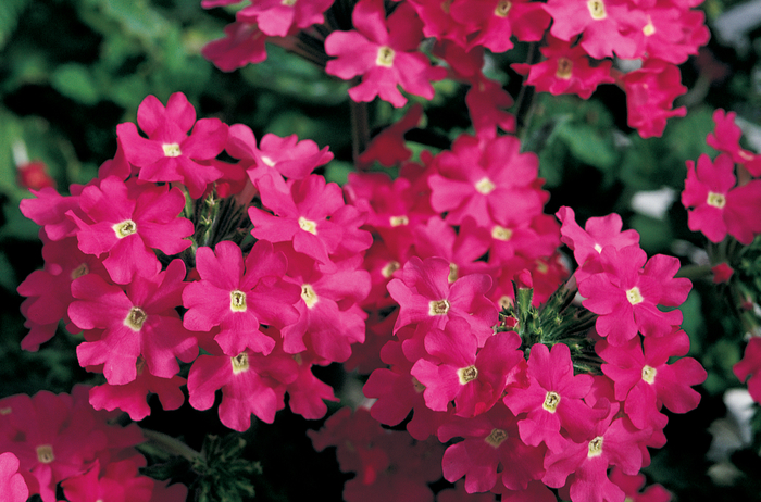 Verbena - Verbena hybrida 'Lanai® Deep Pink' Verbena - Verbena hybrida 'Lanai® Deep Pink'