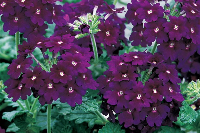 Verbena - Verbena hybrida 'Lanai® Deep Purple' Verbena - Verbena hybrida 'Lanai® Deep Purple'