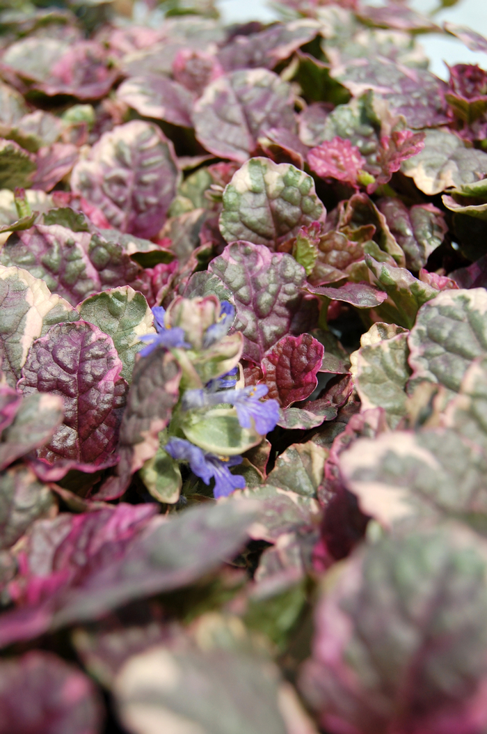 Bugleweed - Ajuga reptans 'Burgundy Glow' 