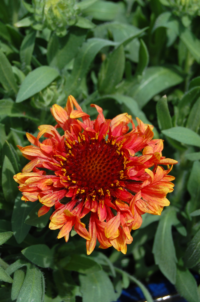Blanket Flower - Gaillardia 'Fanfare Blaze' Blanket Flower - Gaillardia 'Fanfare Blaze'