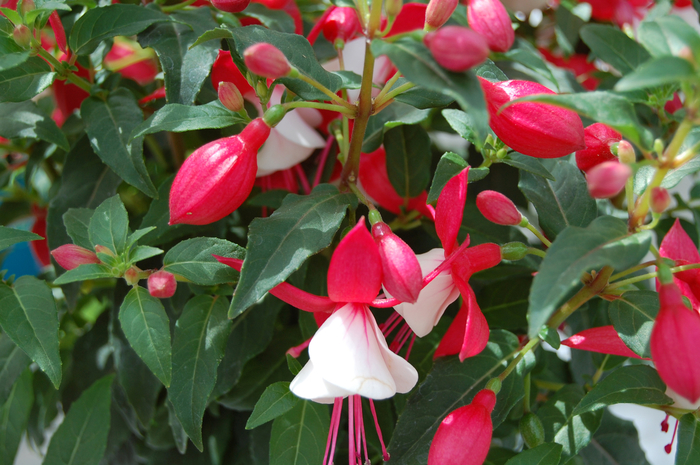 Fuchsia, Upright - Fuchsia x hybrida 'Sunbeam® Ernie' Fuchsia, Upright - Fuchsia x hybrida 'Sunbeam® Ernie'