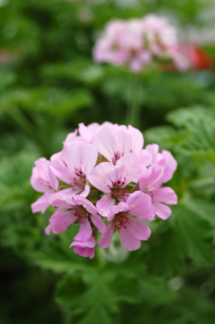 Scented Geranium - Pelargonium capitatum 'Attar of Roses' (Scented Geranium) Scented Geranium - Pelargonium capitatum 'Attar of Roses' (Scented Geranium)