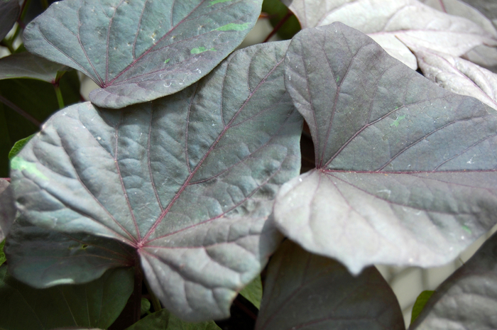Ornamental Sweet Potato - IPOMOEA batatas 'Ace of Spades' Ornamental Sweet Potato - IPOMOEA batatas 'Ace of Spades'