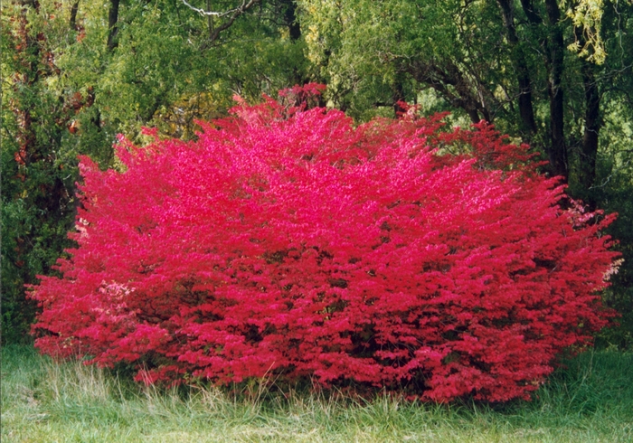 Dwarf Burning Bush - Euonymus alatus 'Compactus'