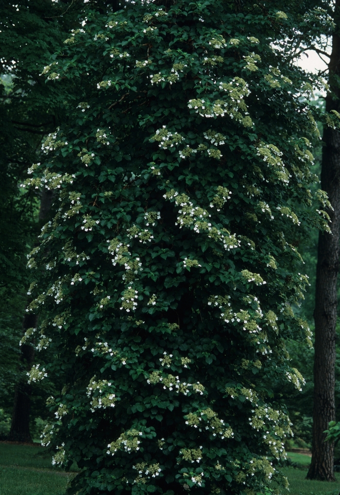 Climbing Hydrangea - Hydrangea anomala subsp. petiolaris