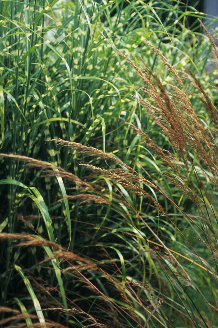 Indian Grass - Sorghastrum nutans