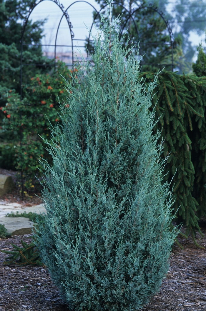 Wichita Blue Juniper - Juniperus scopulorum 'Wichita Blue'