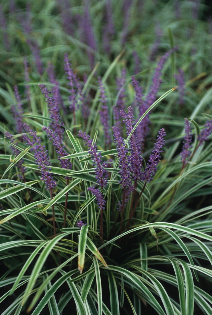 Lily-turf - Liriope muscari 'Variegata' Lily-turf - Liriope muscari 'Variegata'