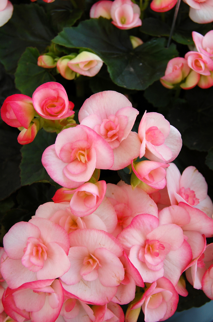 Camilla - Begonia, Rieger Camilla - Begonia, Rieger