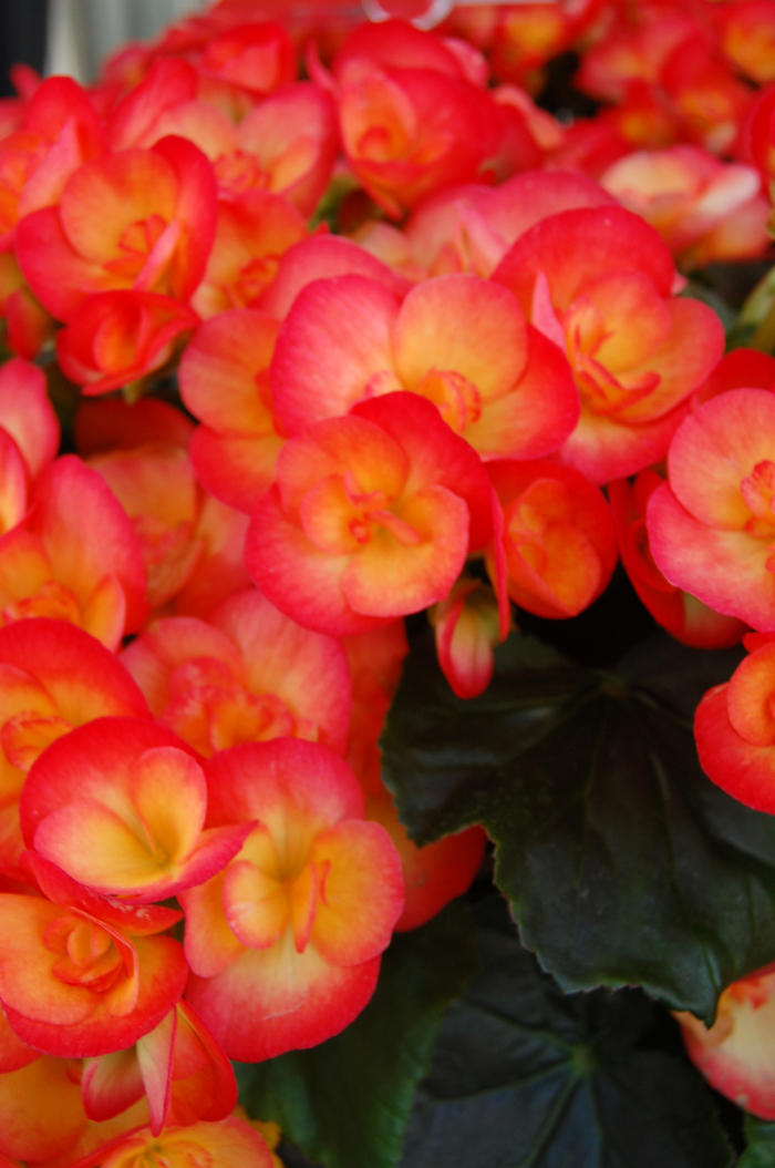 Begonia, Rieger - Begonia x hiemalis 'Reina XL' 