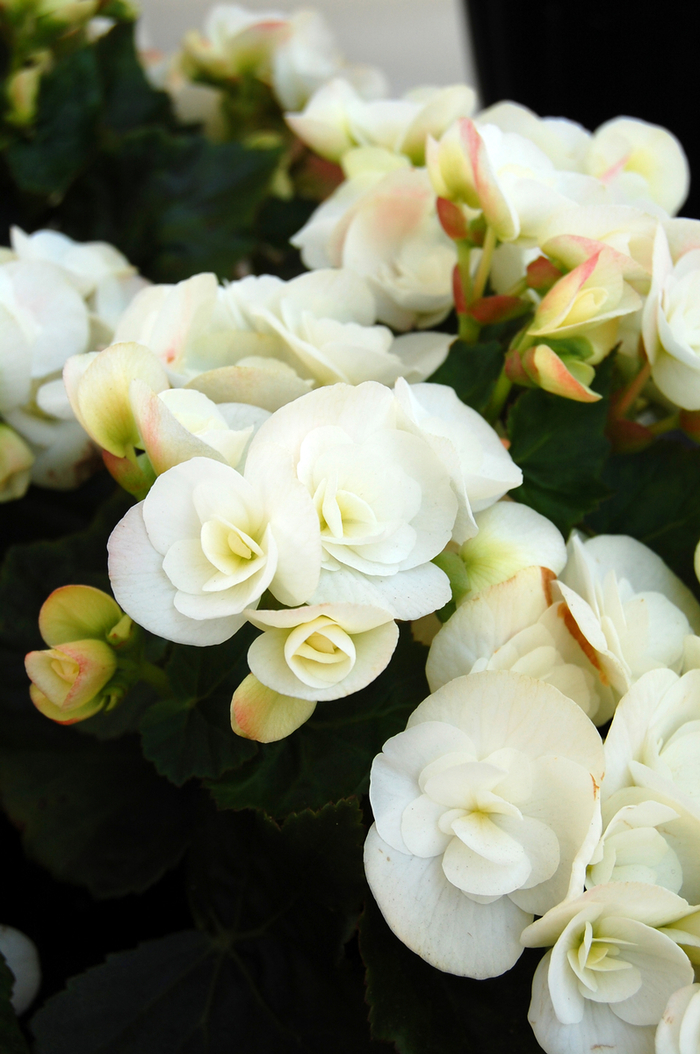 Begonia, Rieger - Begonia x hiemalis 'Amstel Clara' Begonia, Rieger - Begonia x hiemalis 'Amstel Clara'