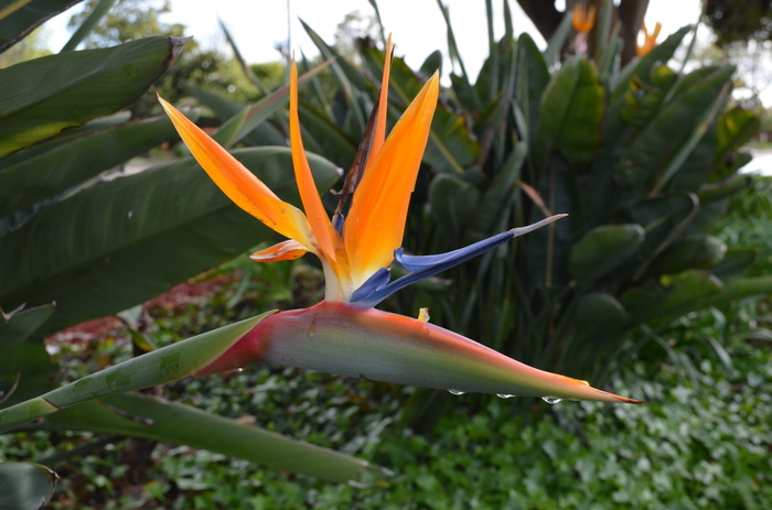 Bird of Paradise - Strelitzia reginae Bird of Paradise - Strelitzia reginae