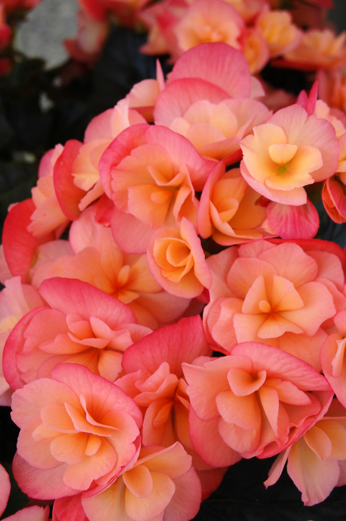 Rieger Begonia - Begonia 'Dragone Sunset' Rieger Begonia - Begonia 'Dragone Sunset'