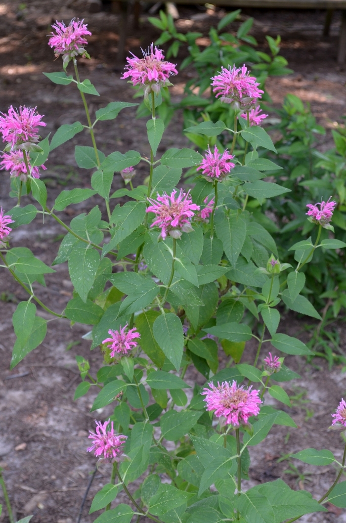 Bee Balm - Monarda didyma 'Grand Marshall™ ' Bee Balm - Monarda didyma 'Grand Marshall™ '
