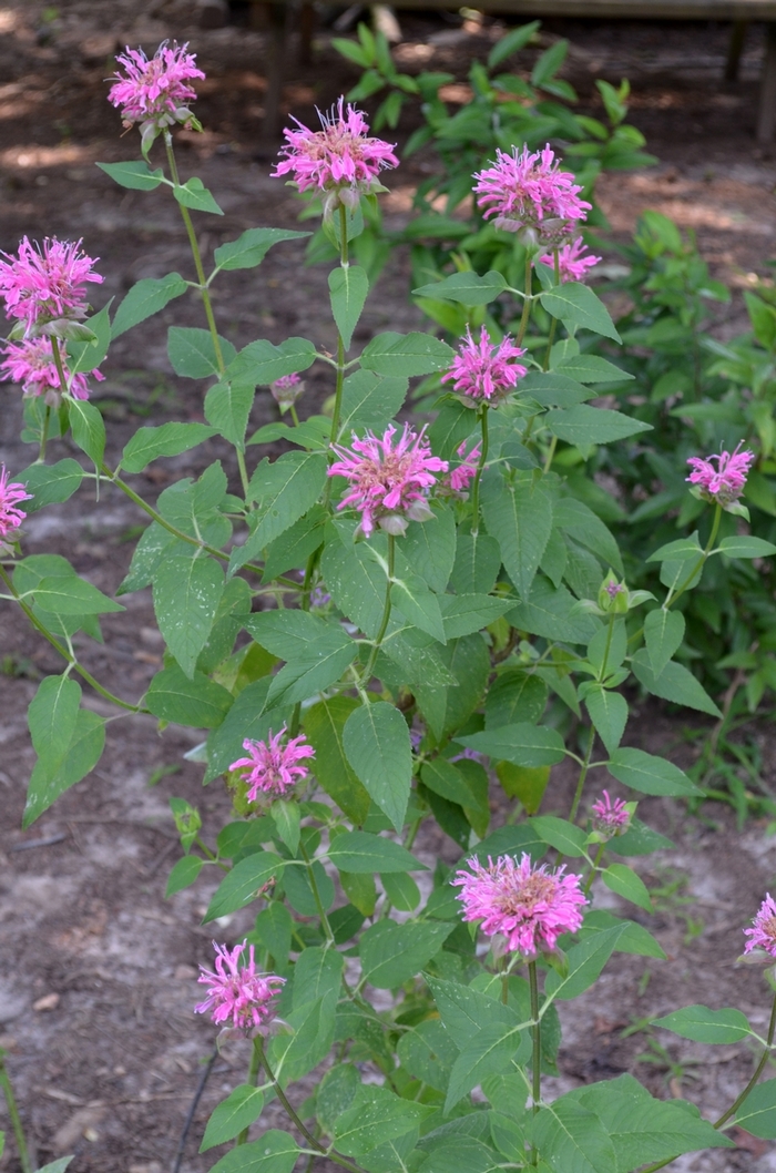 Bee Balm - Monarda didyma 'Grand Marshall™ '