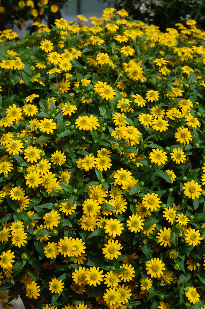 Sunbini® - Sanvitalia procumbens Sunbini® - Sanvitalia procumbens