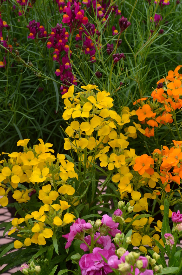 Erysimum - Erysimum Citrona™ Yellow Erysimum - Erysimum Citrona™ Yellow