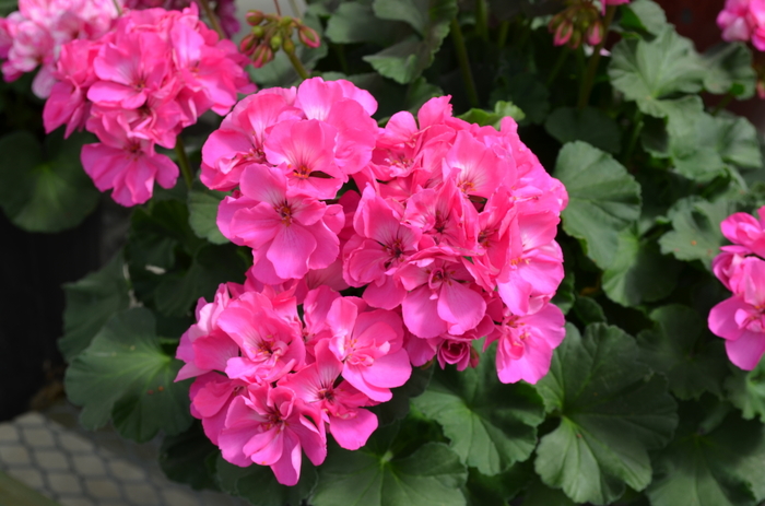 Geranium, Zonal - Pelargonium x hortorum Fantasia® Shocking Pink